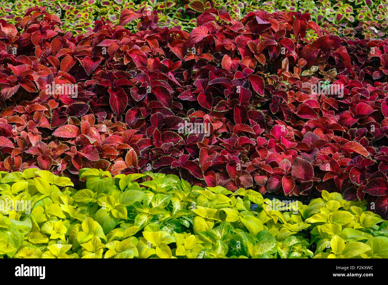 Ornamental flowers on sale in plants nursery Stock Photo Alamy