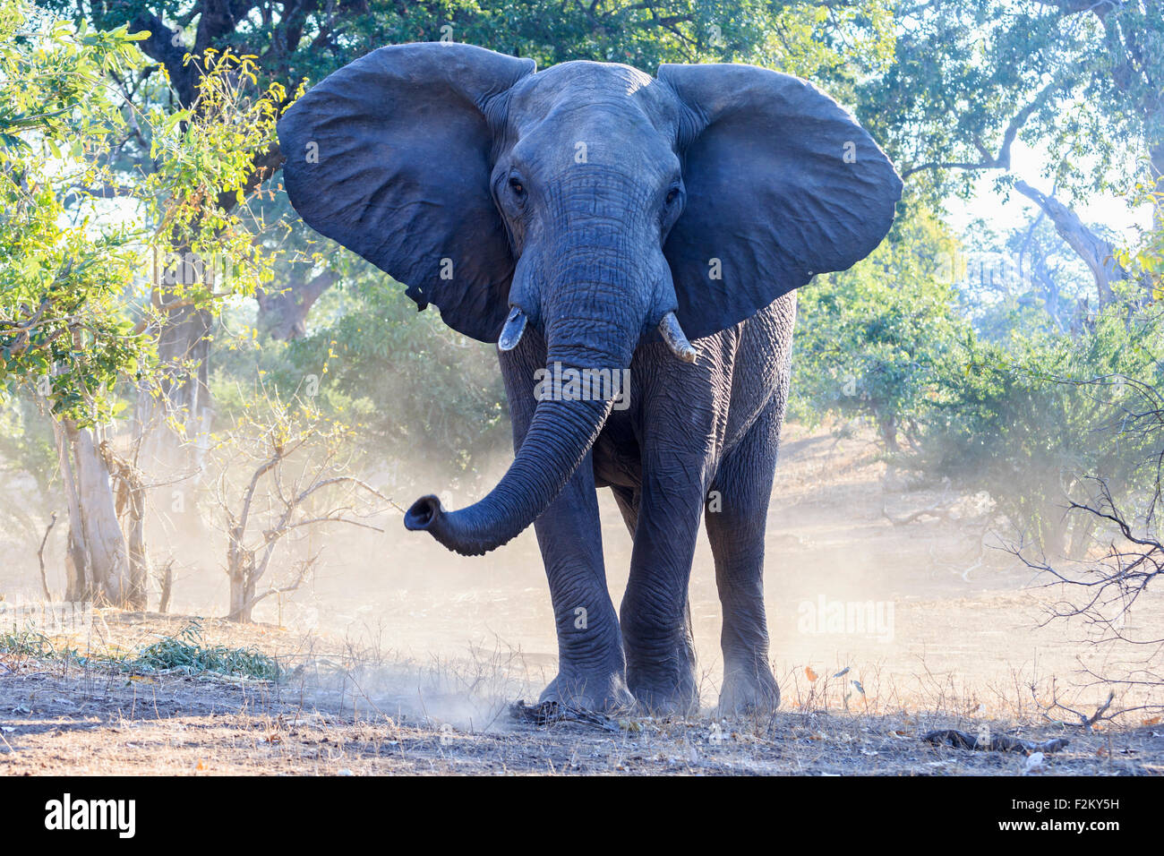 Zimbabwe, Masvingo, Gonarezhou National Park, African elephant Stock Photo