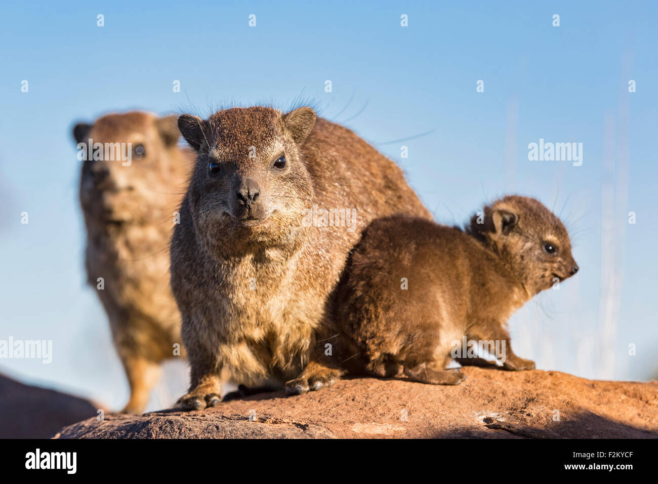 Namibia, family of rock dassies Stock Photo - Alamy