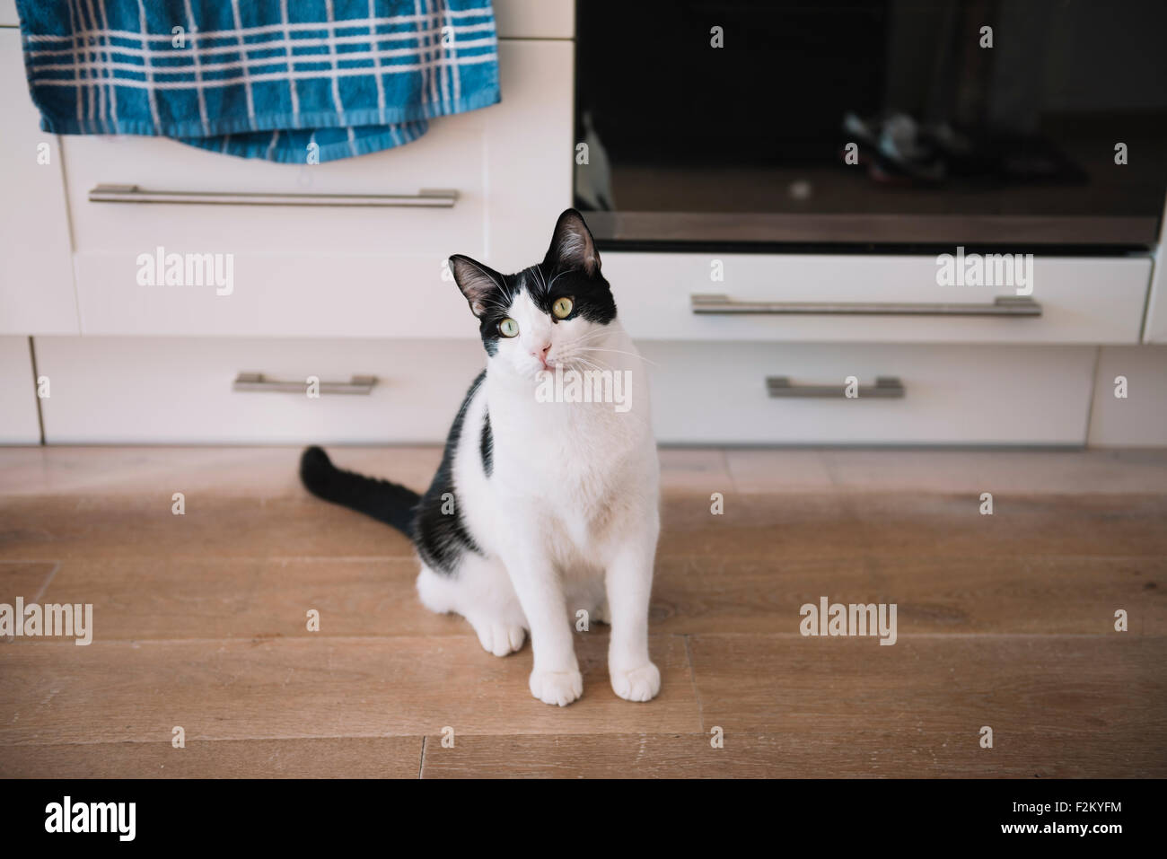 Black and white cat sitting on the kitchen floor waiting for food Stock Photo