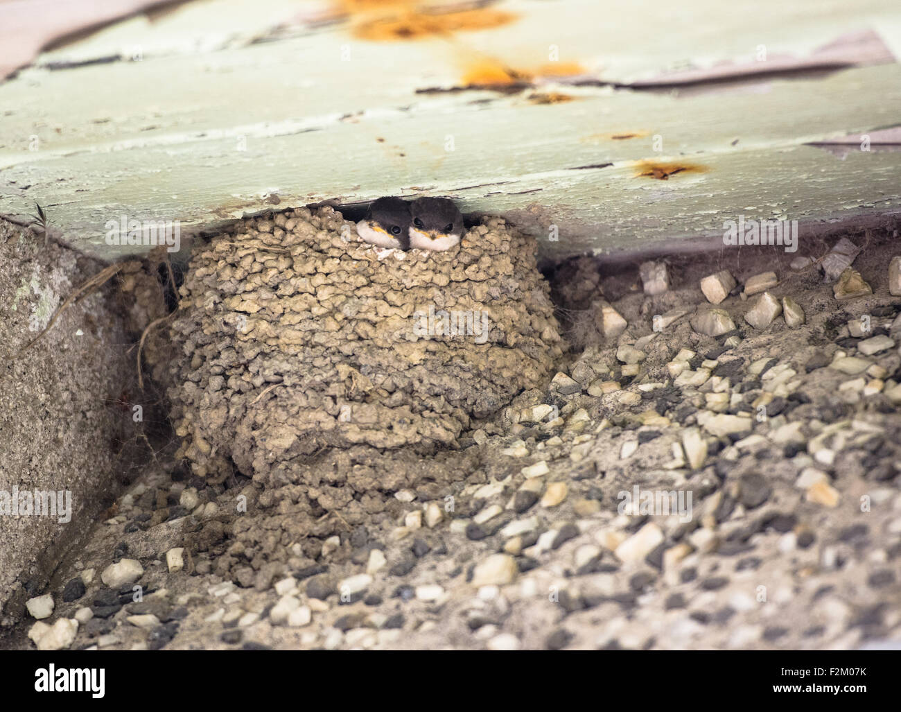 Mud bird nest hires stock photography and images Alamy