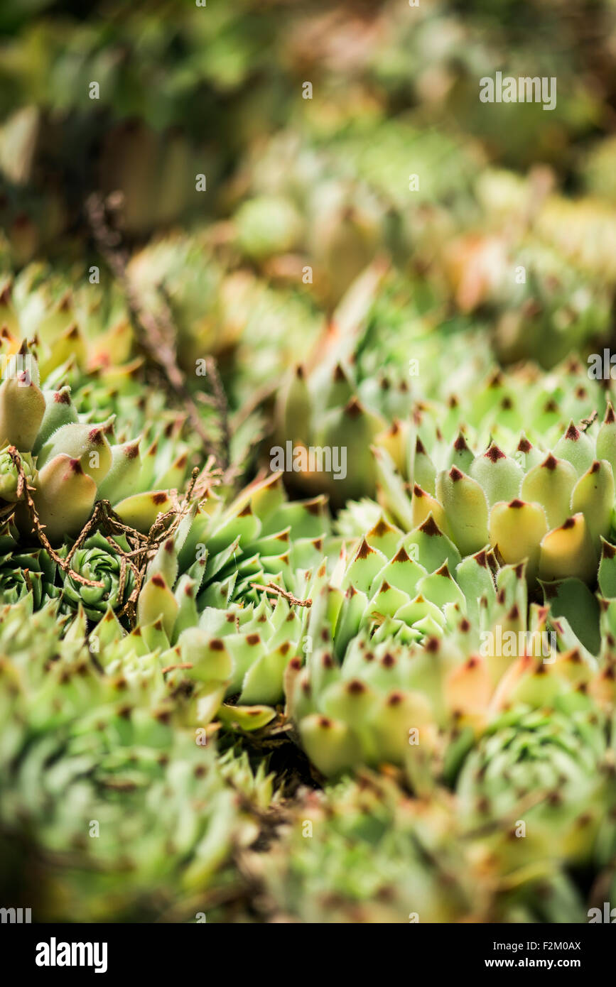 Cactus type of succulent plant Stock Photo