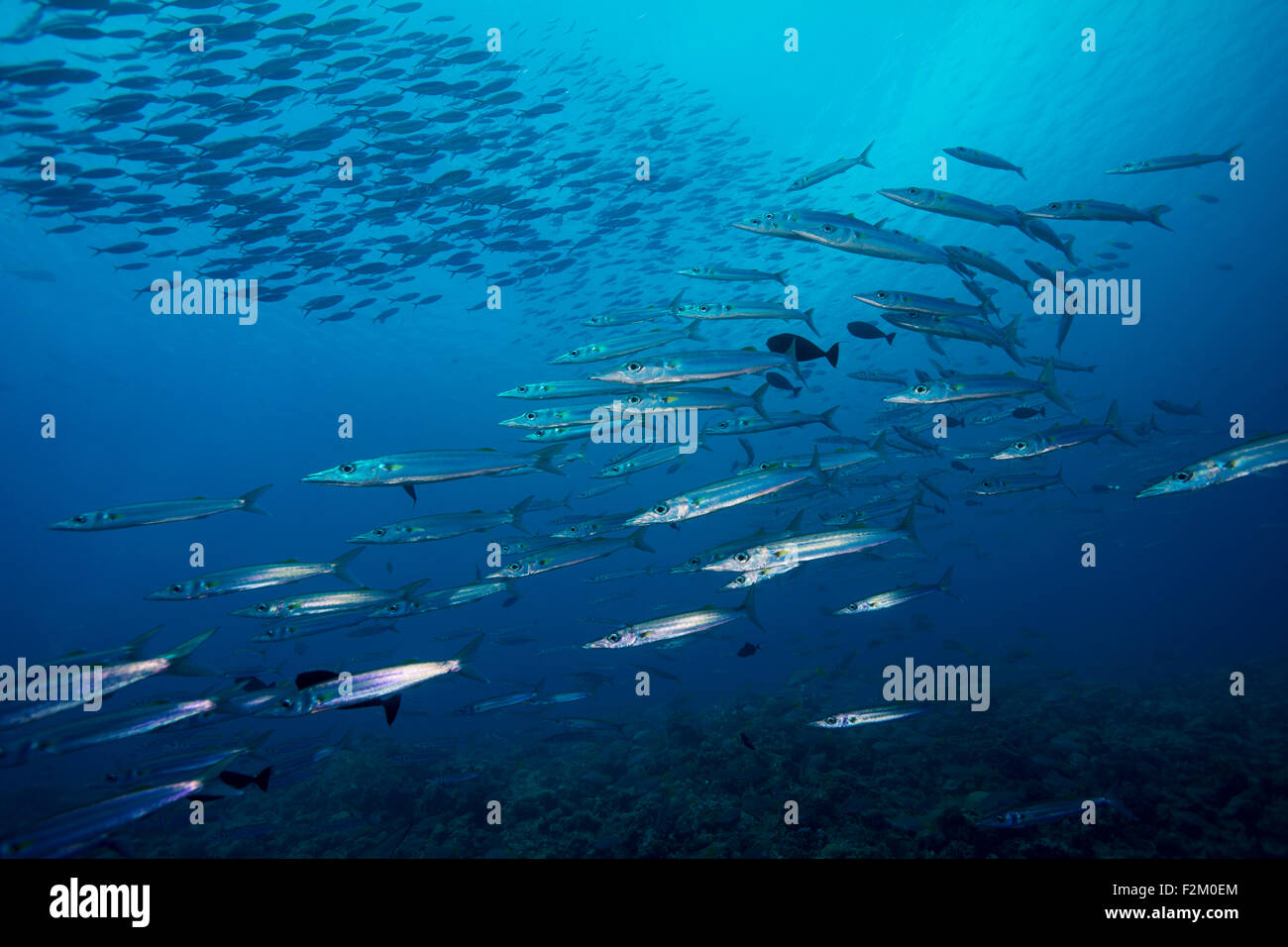 Palau, school of Heller's barracuda Stock Photo