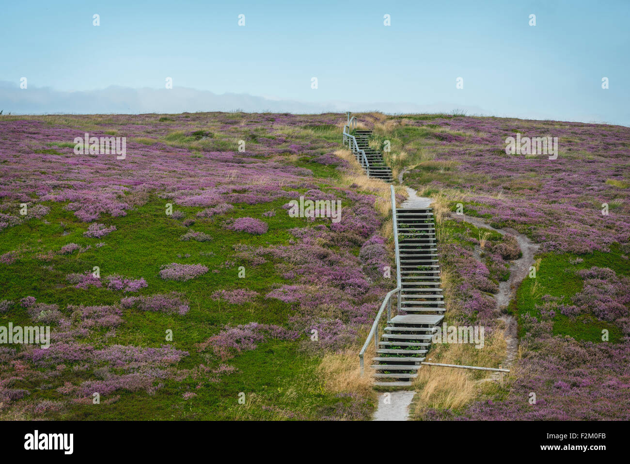 Germany, Sylt, Kampen, Braderup Heath Stock Photo