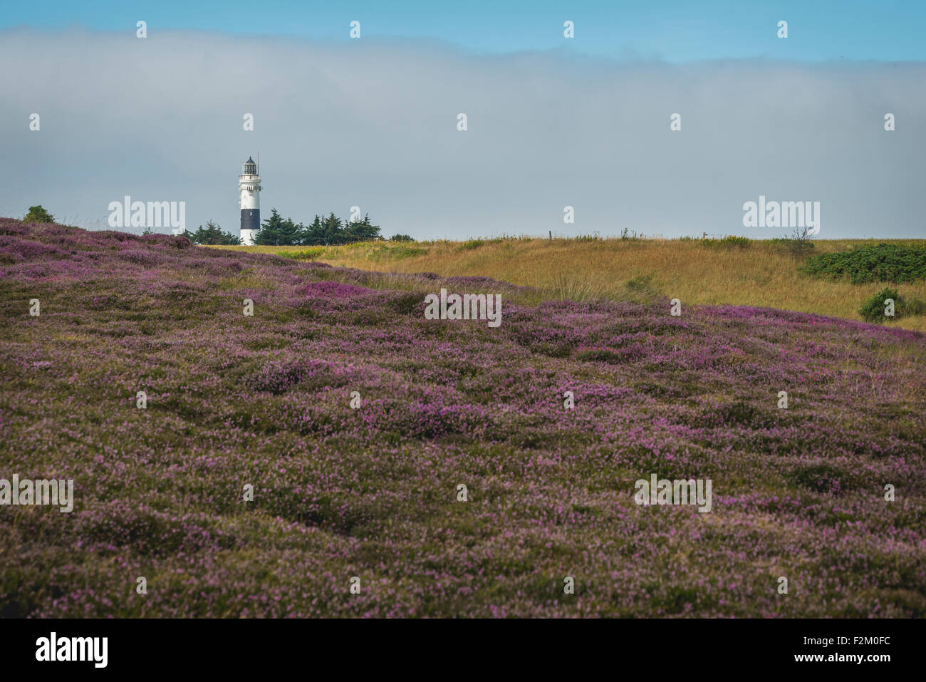 Germany, Sylt, Kampen, view to light house with Braderup Heath in the foreground Stock Photo