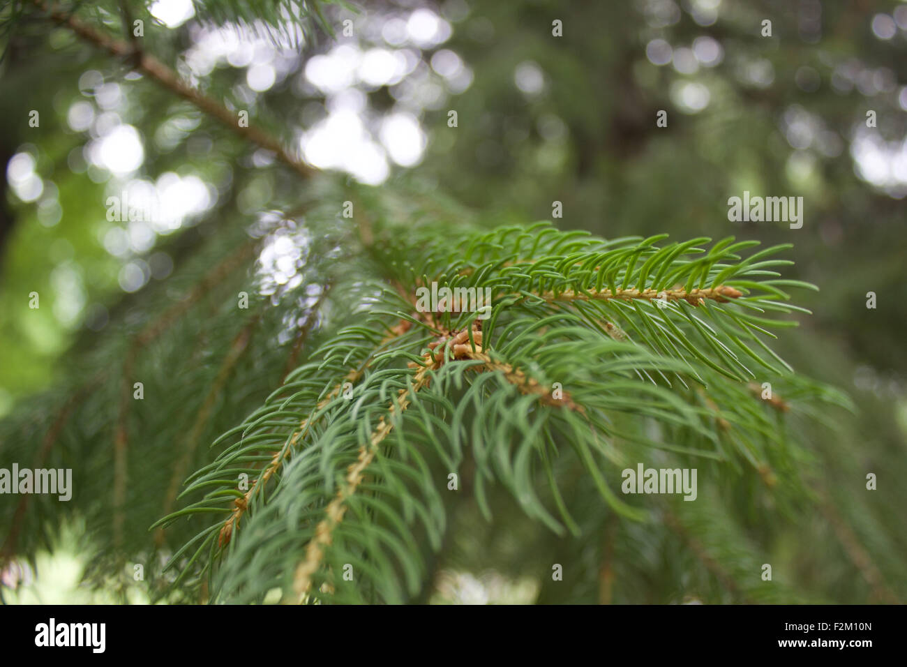 Pine tree close up tree branch hi-res stock photography and images - Alamy