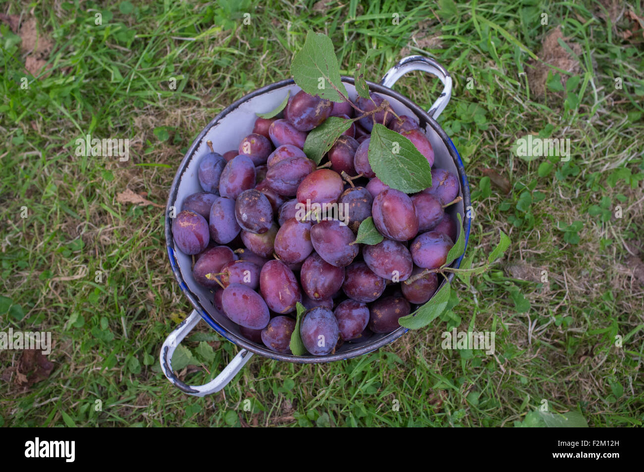 Freshly picked plums in a colander Stock Photo