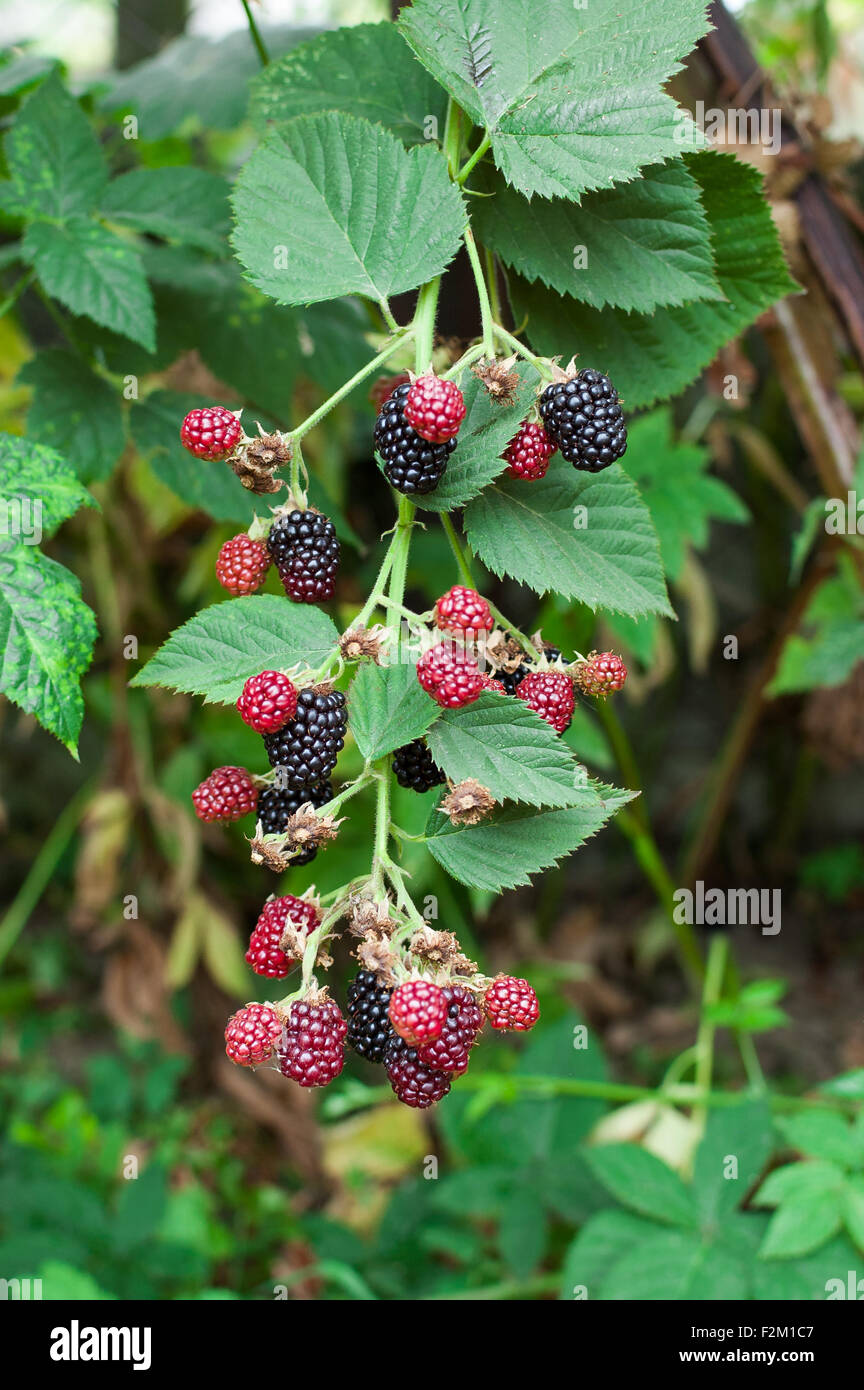 Blackberry Tree Identification