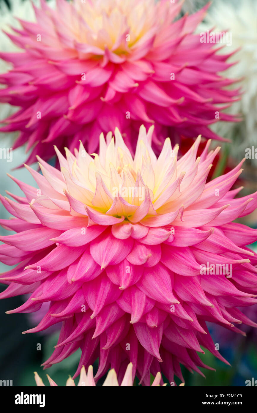 Dahlia 'Coral jupiter' flowers at a flower show. Giant Semi Cactus Dahlia Stock Photo