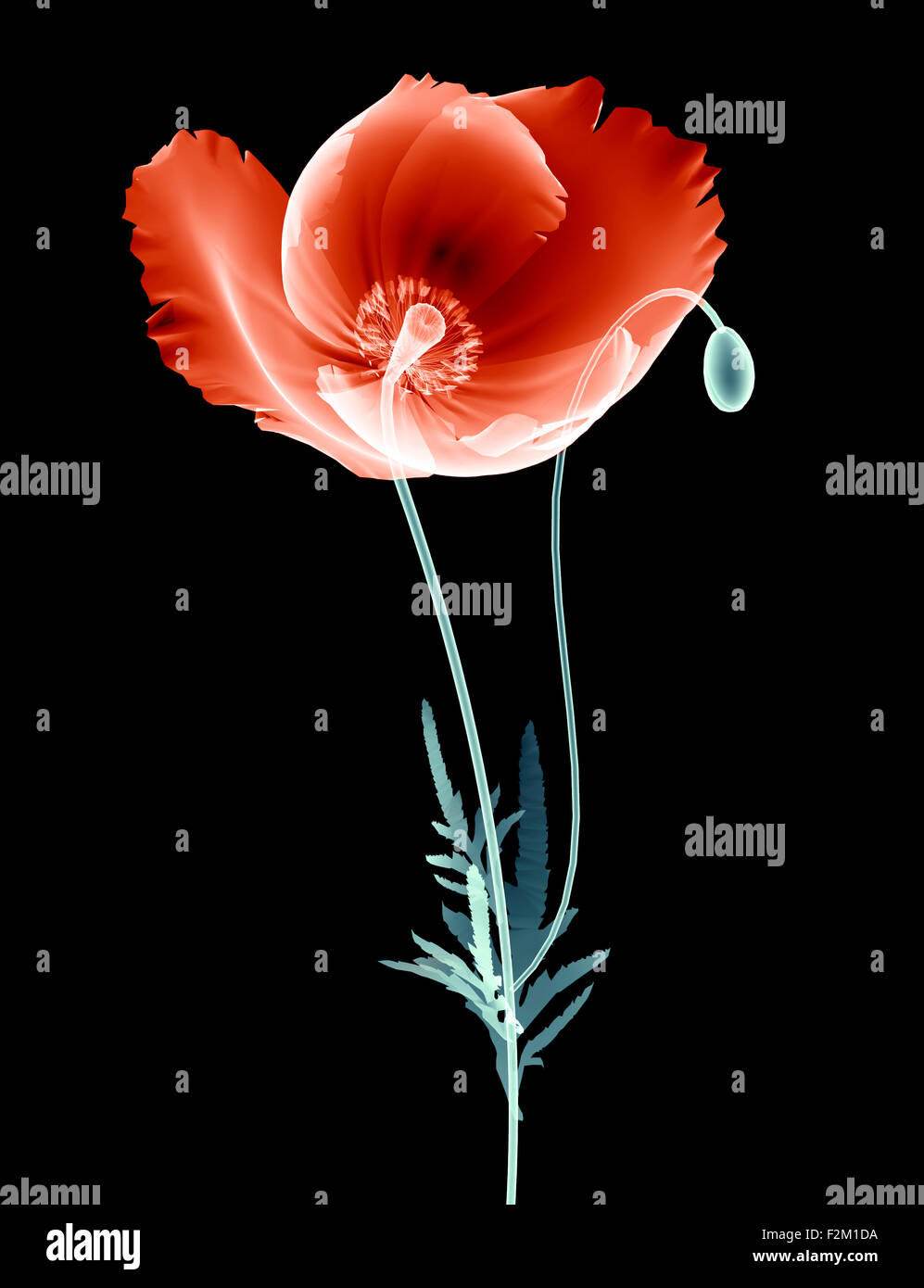 xray image of a flower isolated on black with clipping path Stock Photo