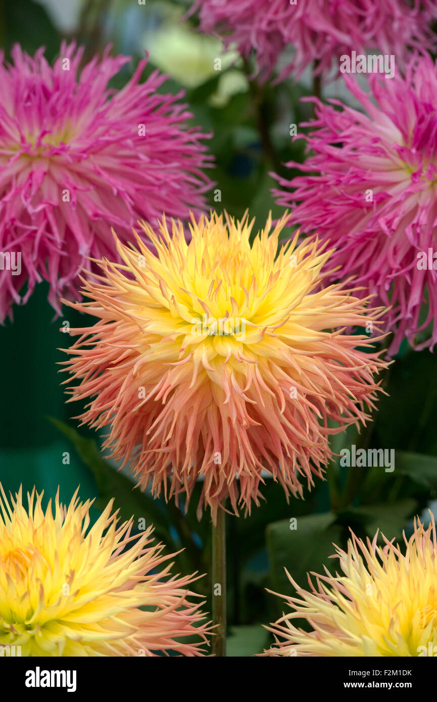 Spiky dahlia dahlias hi-res stock photography and images - Alamy