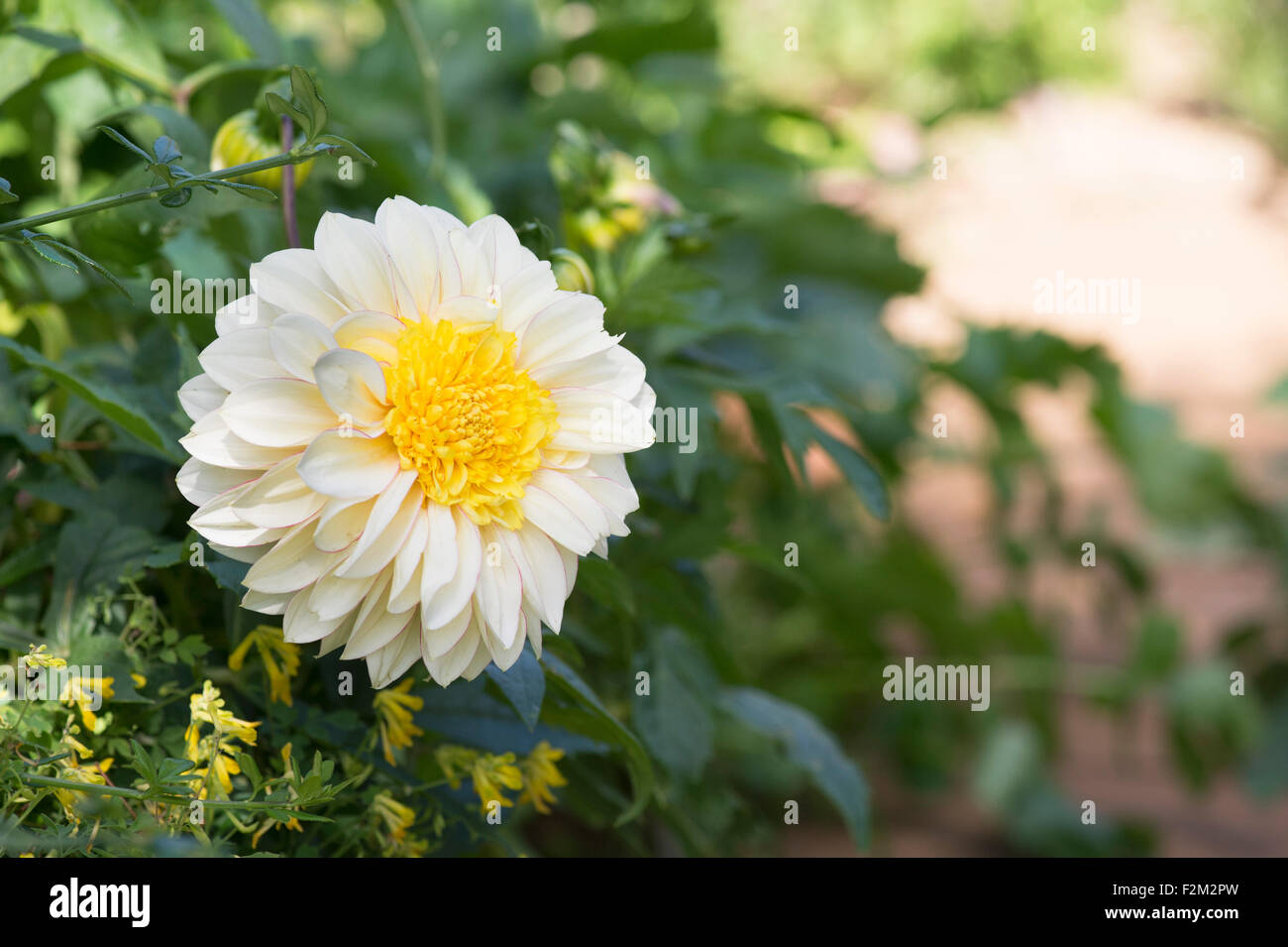 Dahlia 'Polka' flower in an English garden. Anemone type Dahlia Stock