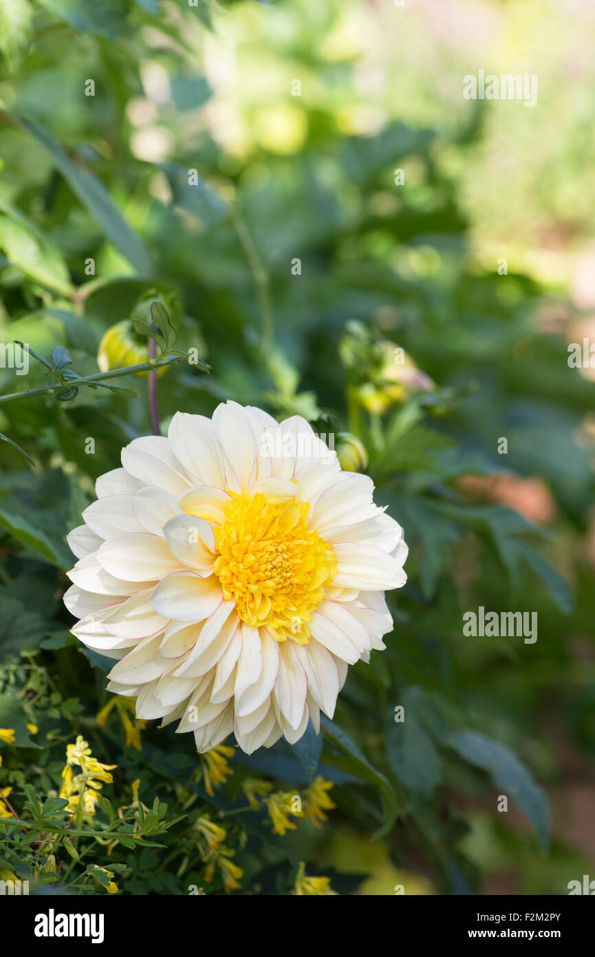 Dahlia 'Polka' flower in an English garden. Anemone type Dahlia Stock Photo