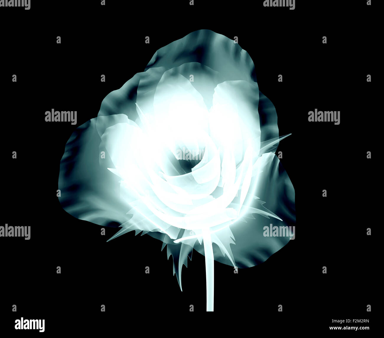 xray image of a flower isolated on black with clipping path Stock Photo