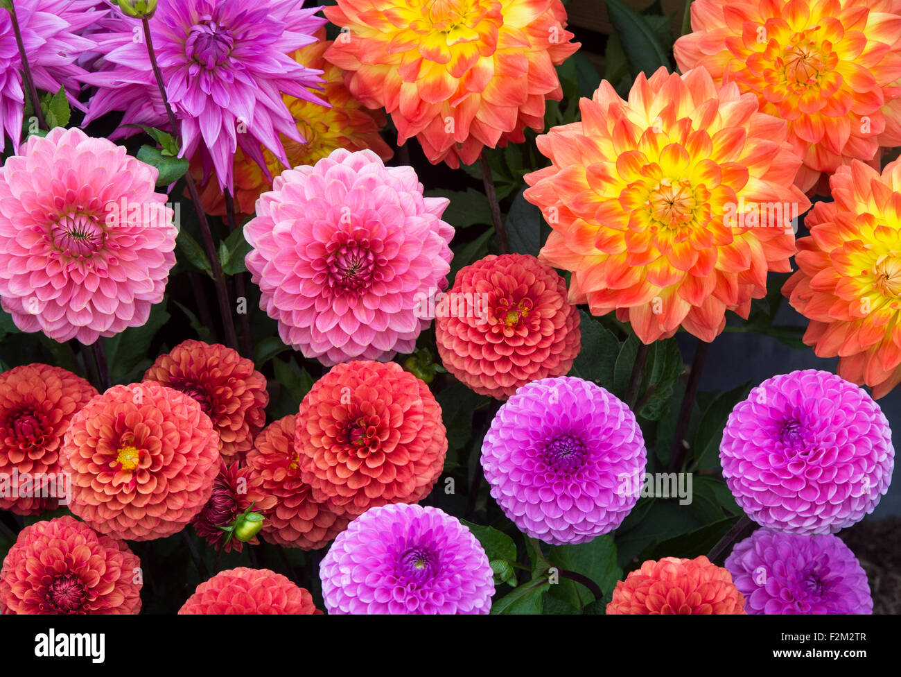 Varieties of Dahlia flowers at a flower show. UK Stock Photo
