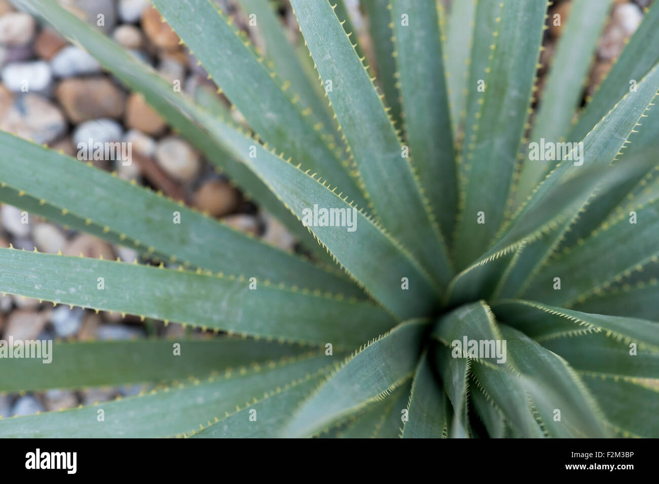 Dasylirion wheeleri. Spoon flower leaves with spines Stock Photo