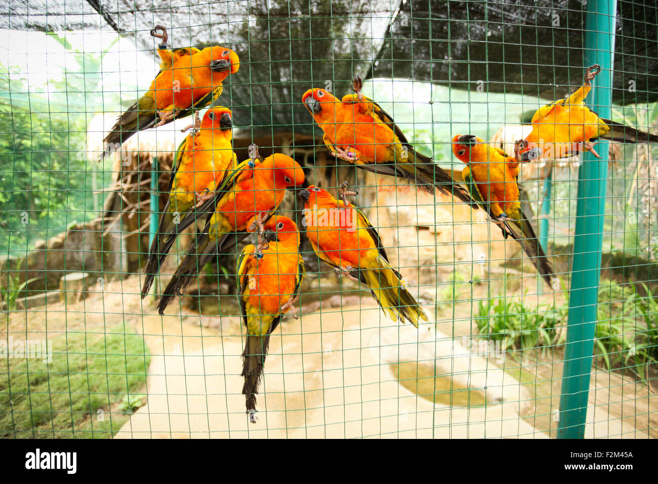 Sun conure parrots in aviary Stock Photo