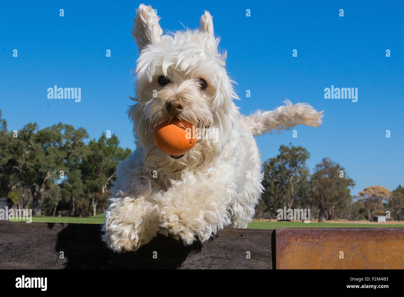 Jumping dog hires stock photography and images Alamy