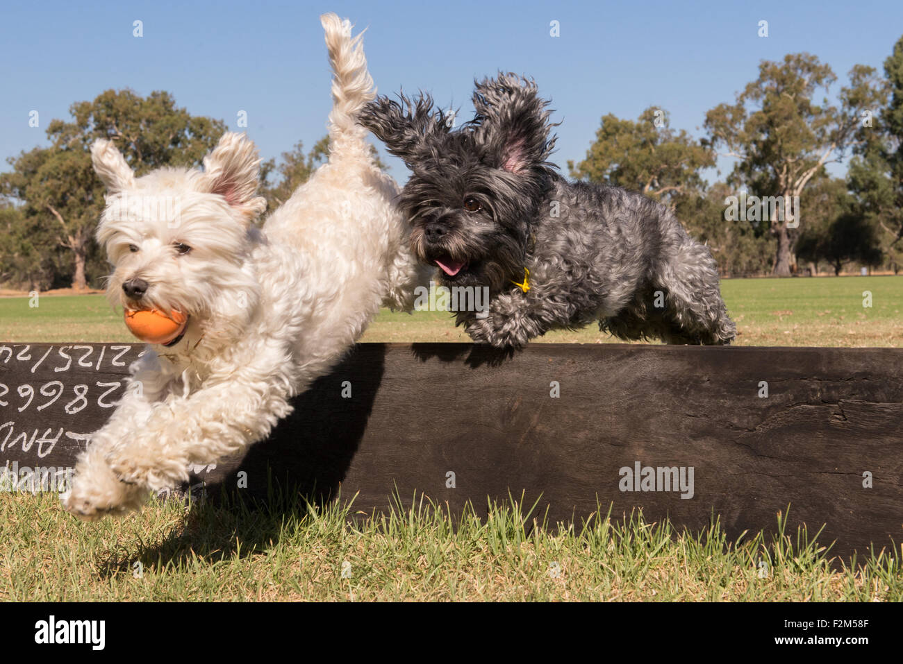 Dogs jumping low barrier Stock Photo Alamy