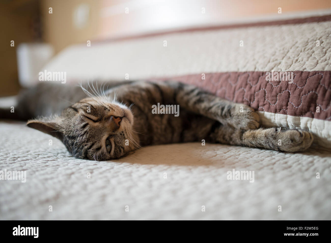 Tabby Cat Relaxing On Bed Stock Photo - Alamy