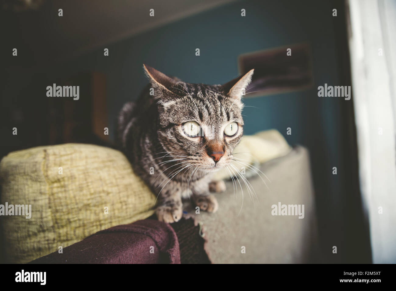 Alert Cat Alert cat at the top of couch at home Stock Photo - Alamy