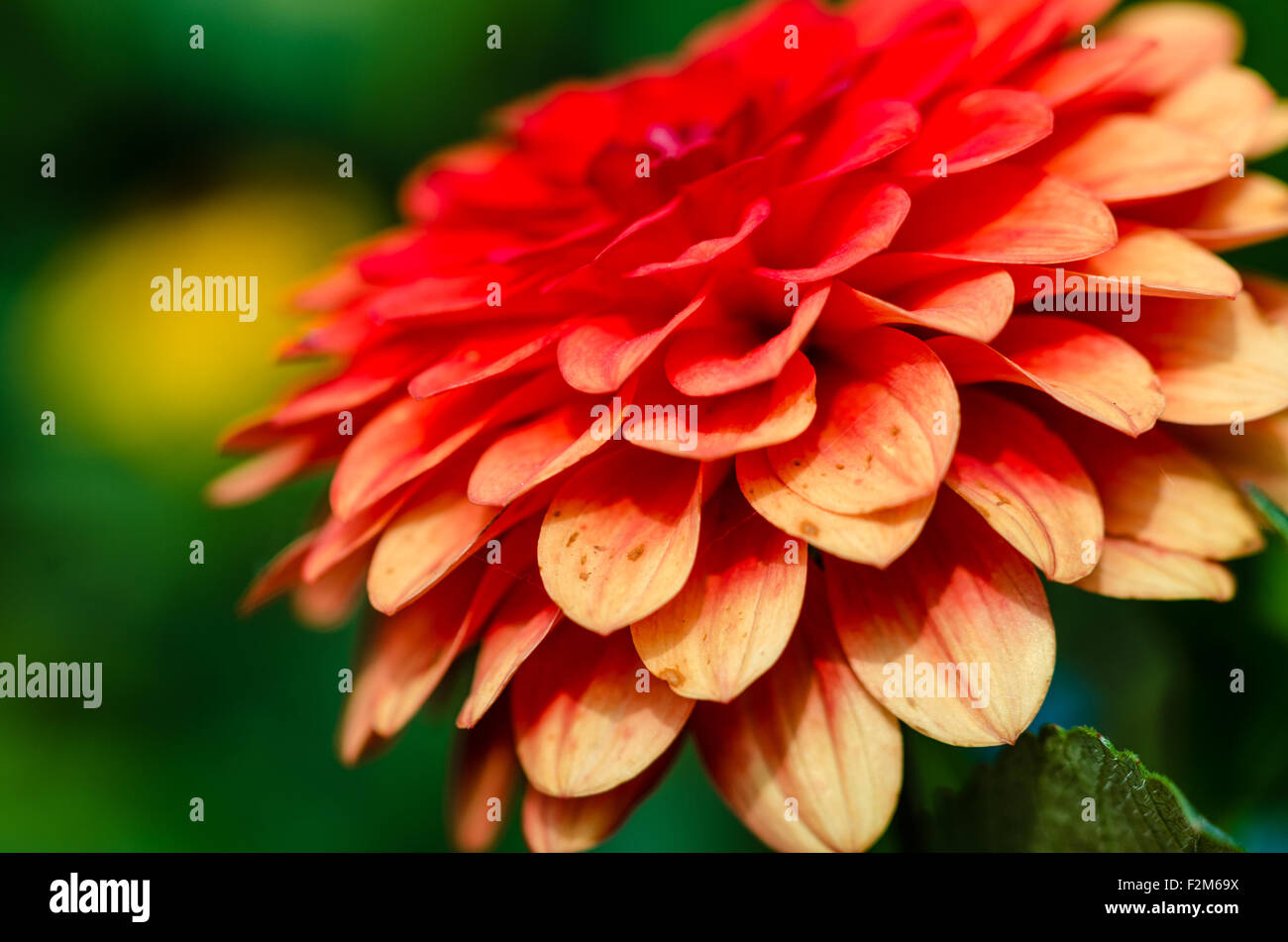Beautiful red flower hi-res stock photography and images - Alamy