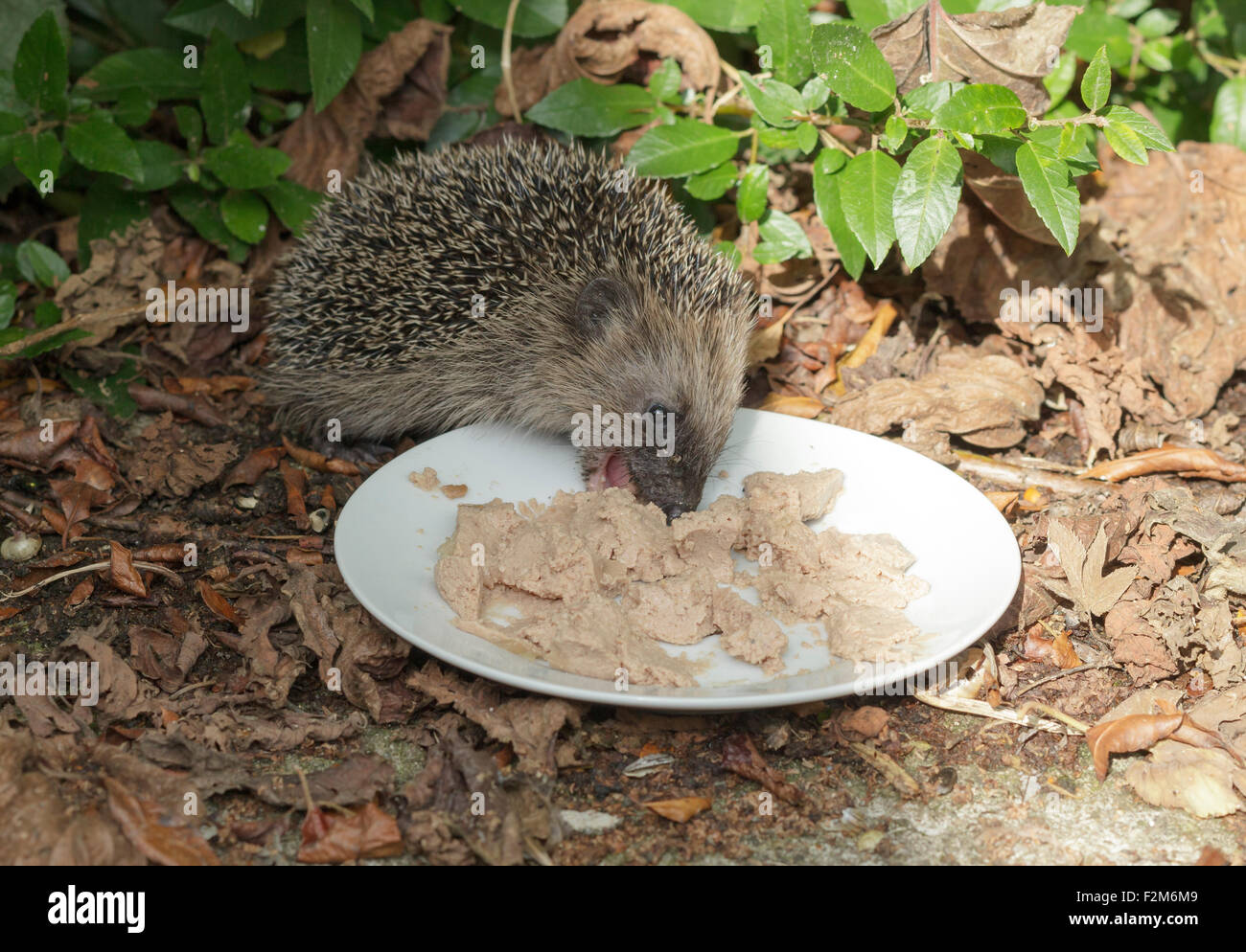 cat biscuits for hedgehogs