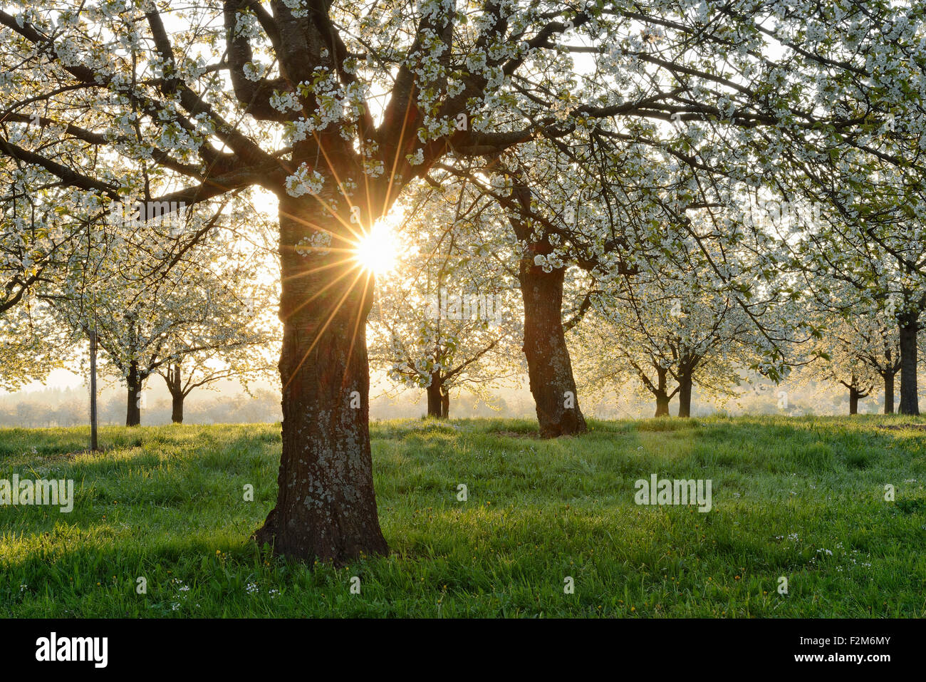 Cherry blossom black forest hi-res stock photography and images - Alamy
