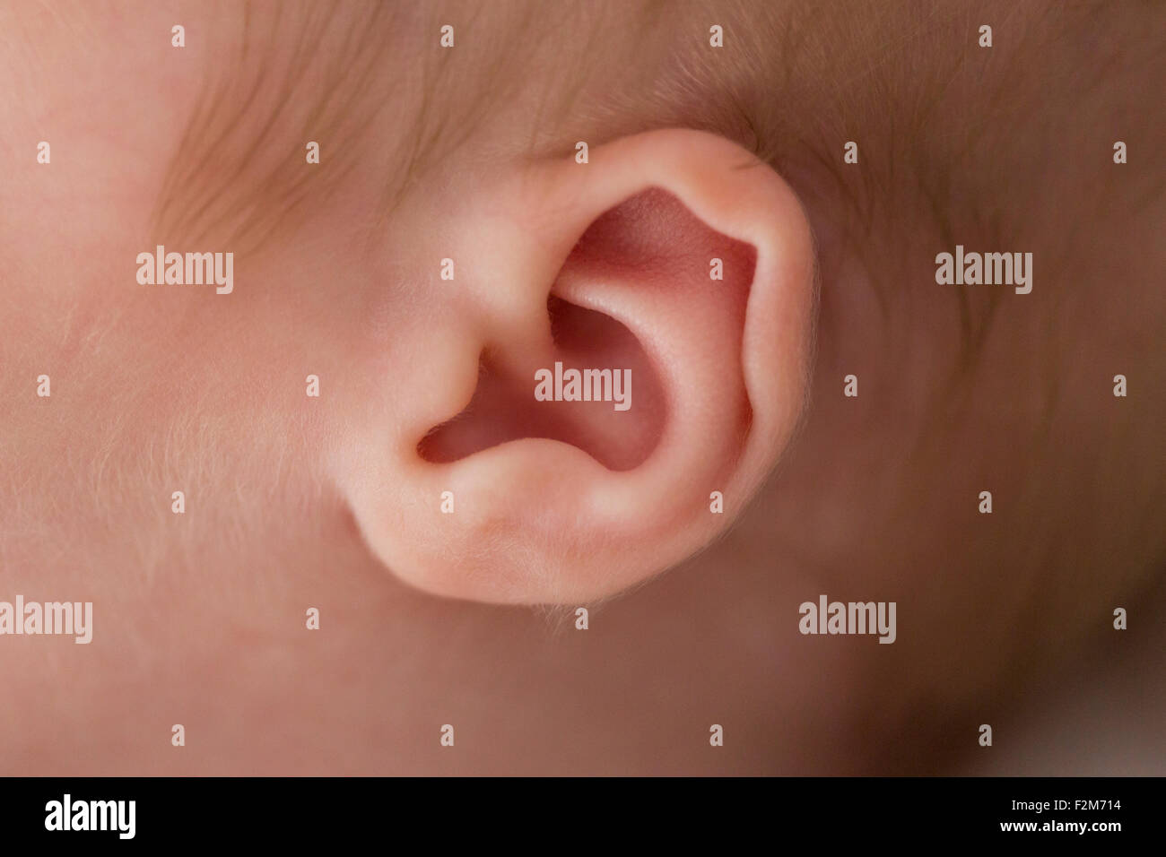 Ear of a newborn baby boy Stock Photo Alamy