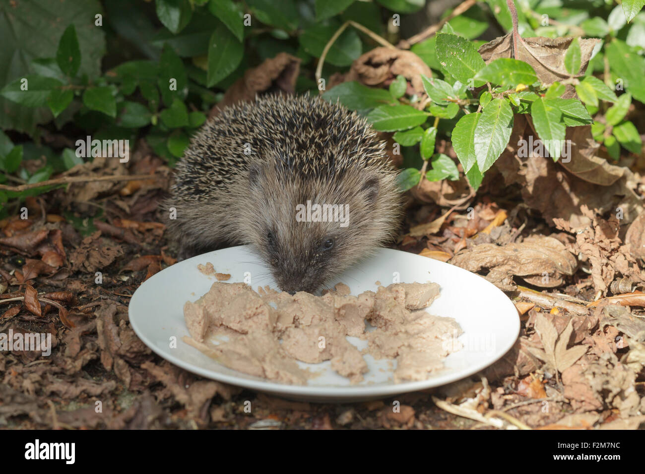 Hedgehog eating cat food off a plate in a garden Stock Photo Alamy