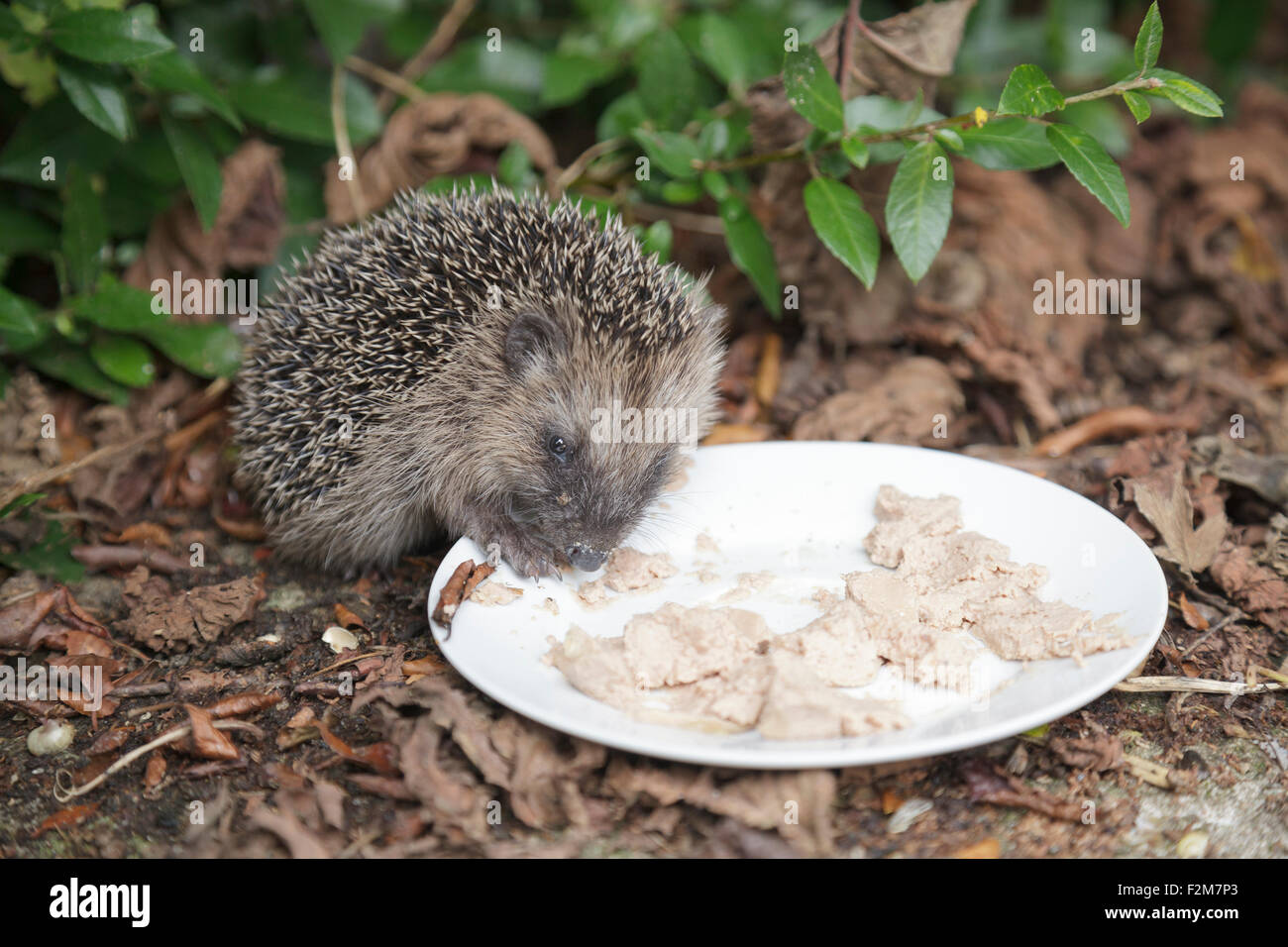 Hedgehog Eating Stock Photos & Hedgehog Eating Stock Images Alamy