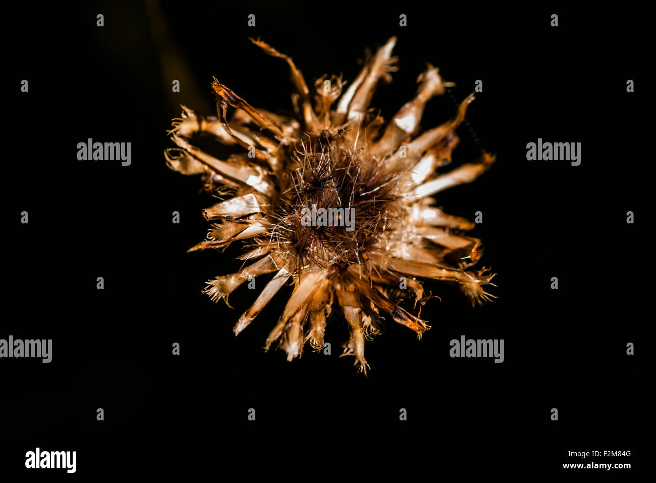 Withered wildflower in front of black background Stock Photo
