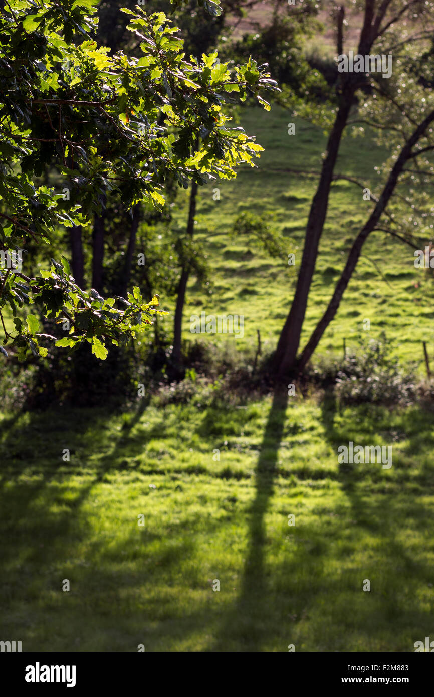 shadow of trees in meadow,acorns on oak tree,devon banks near Dunsford