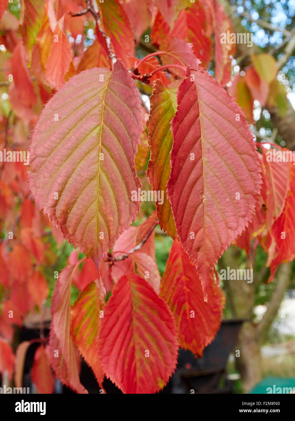 Colours of autumn red tinged leaves on an American Hornbeam (Carpinus