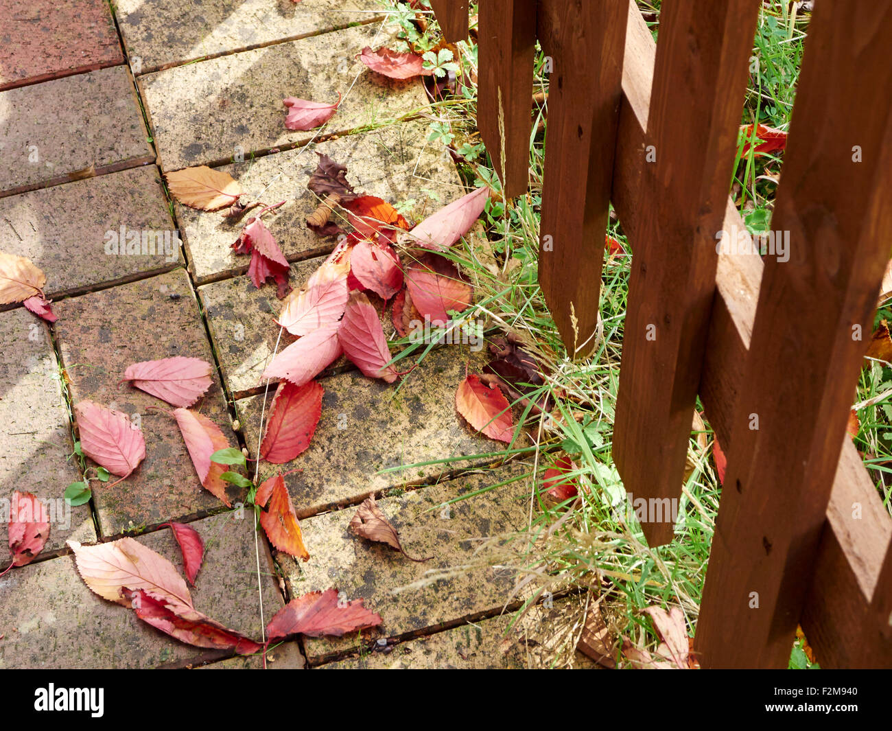 Red American Hornbeam leaves on a brick path with a wooden paling fence in early autumn sunshine. Stock Photo