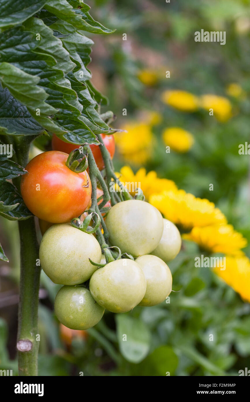 Lycopersicon esculentum. Tomatoes ripening on the vine planted with calendula flowers. Stock Photo
