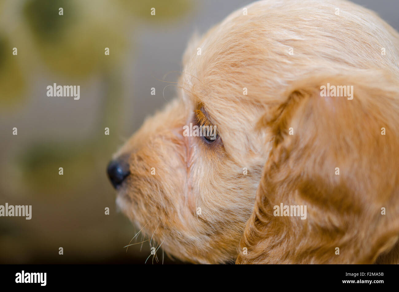 Cockerpoo down hi-res stock photography and images - Alamy