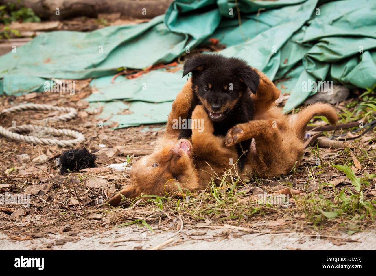 Cute stray puppies playing Stock Photo Alamy
