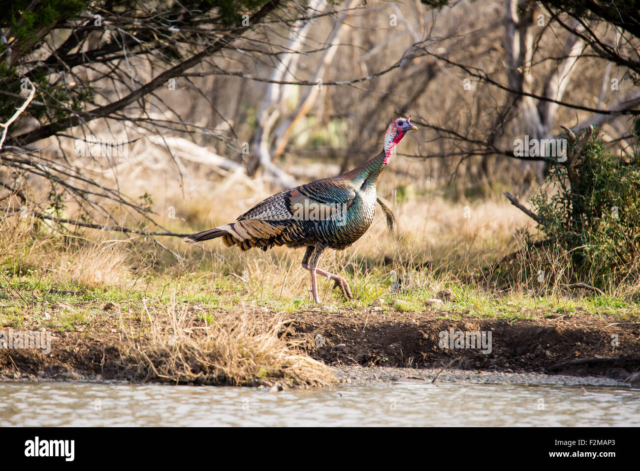 Rio Grande Wild Turkey High Resolution Stock Photography And Images Alamy