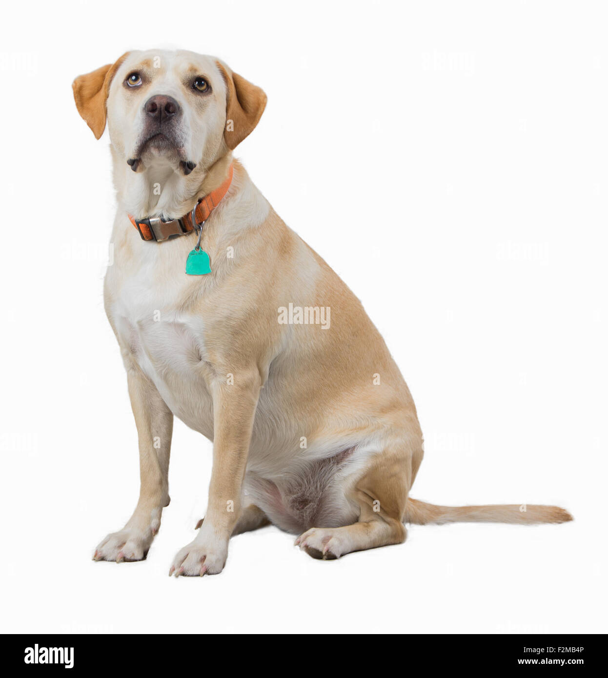 Cute dog hires stock photography and images Alamy