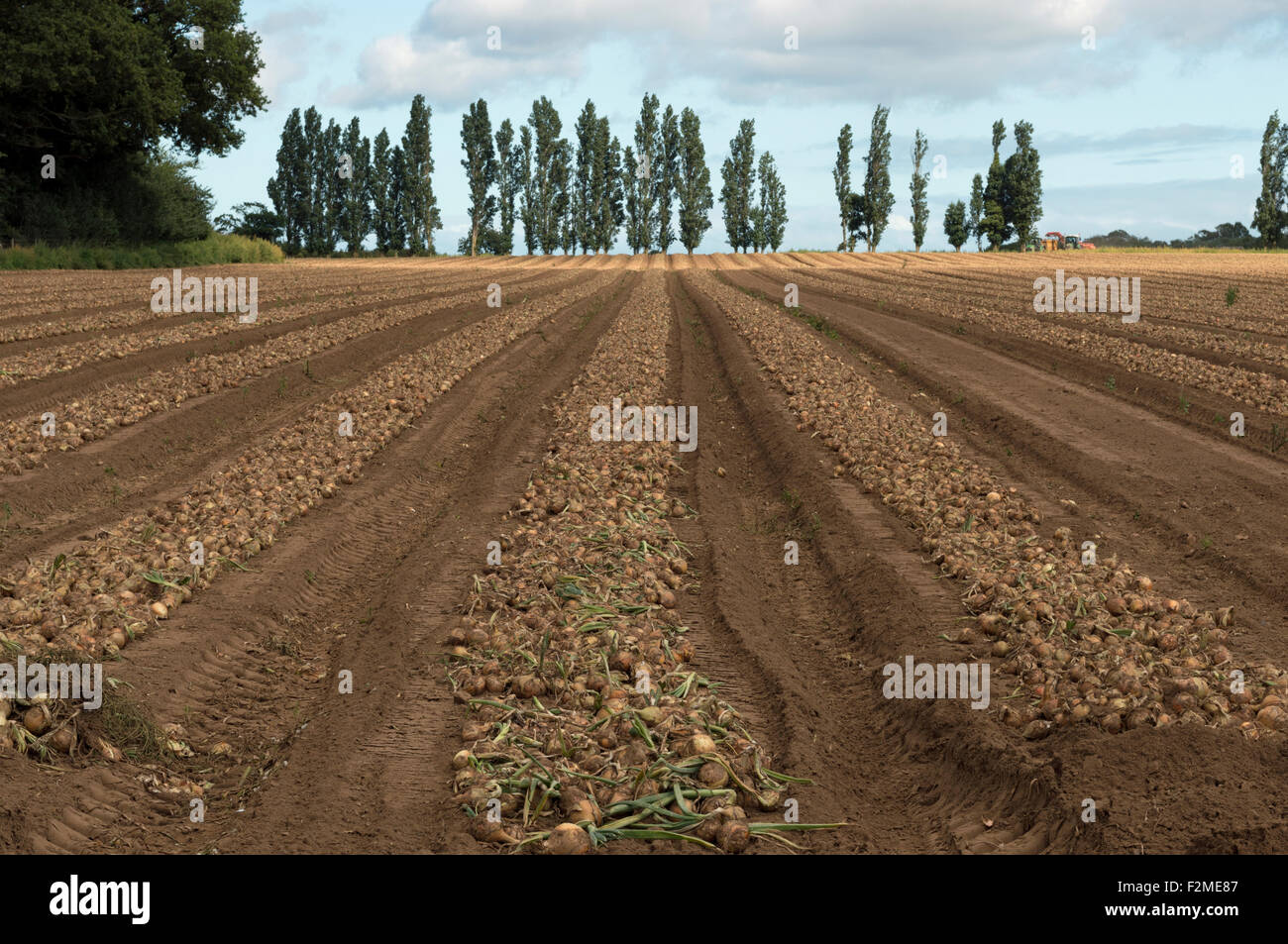 Onion harvest Hollesley Suffolk UK Stock Photo Alamy