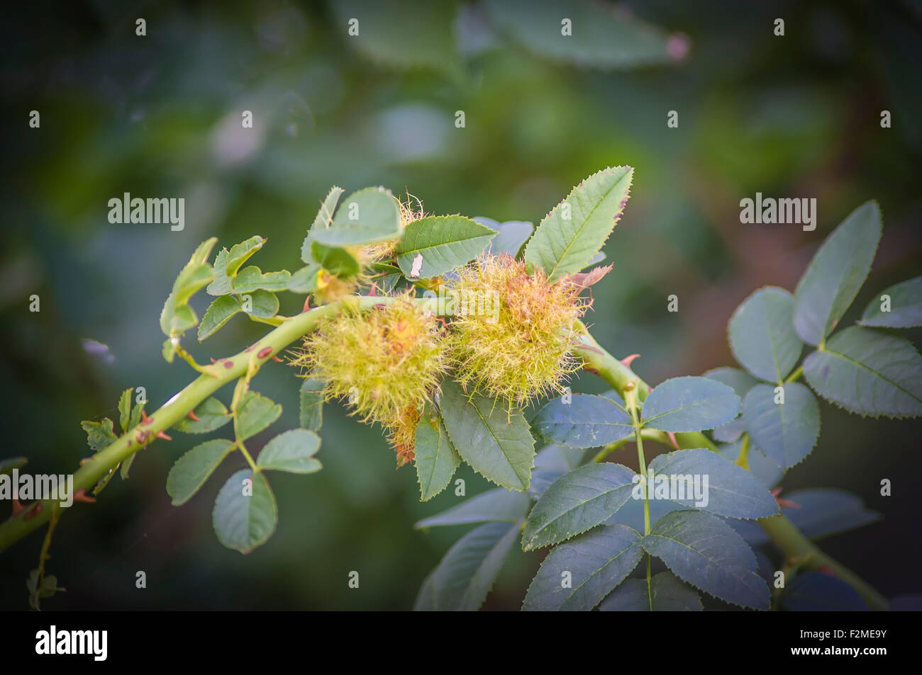 Rose gall Stock Photo