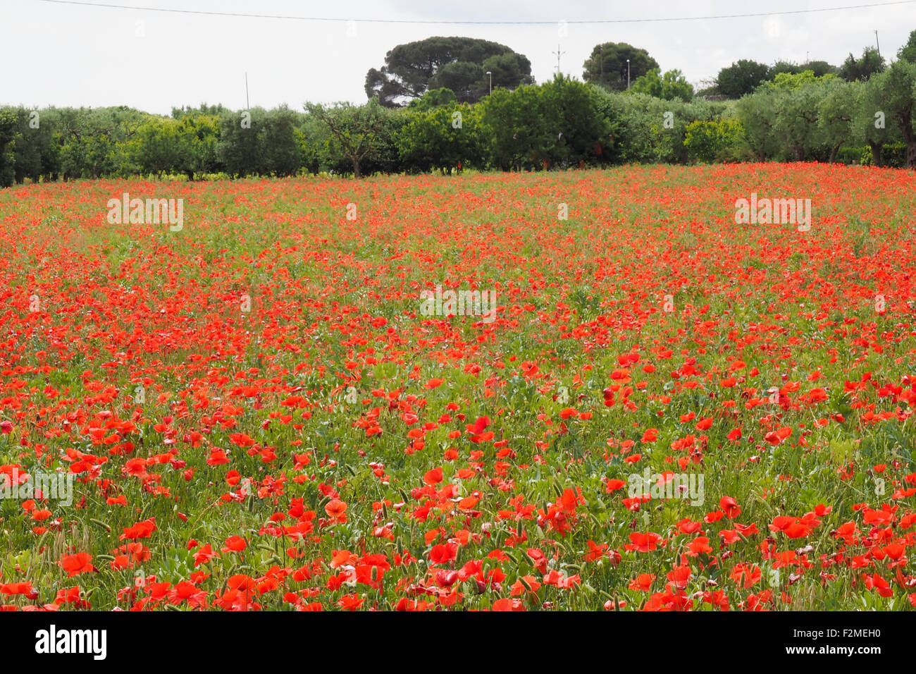 Field of red poppies Stock Photo - Alamy