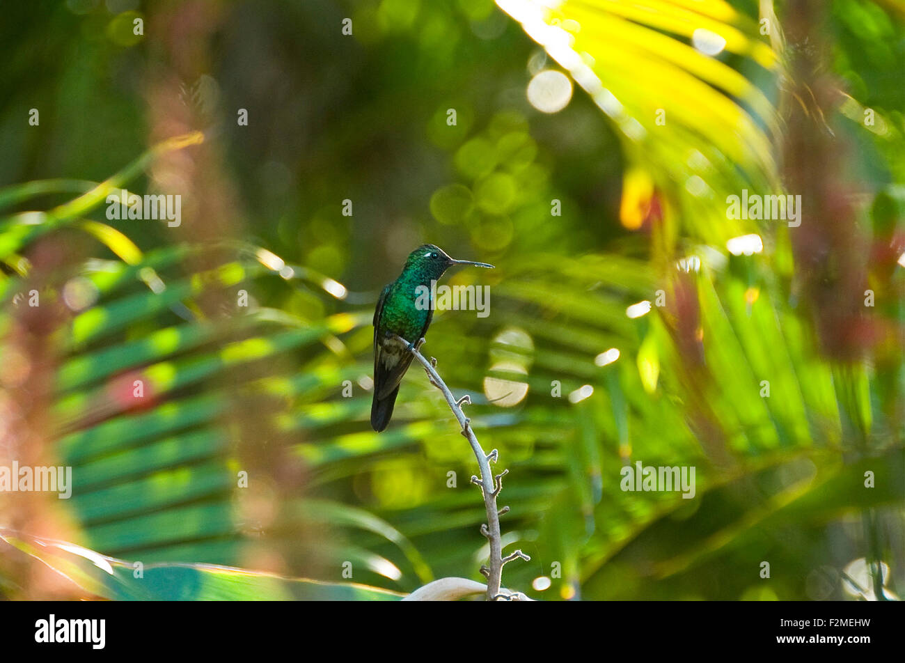 Horizontal view of a blue-tailed emerald hummingbird in Topes de Collantes National Park in Cuba. Stock Photo