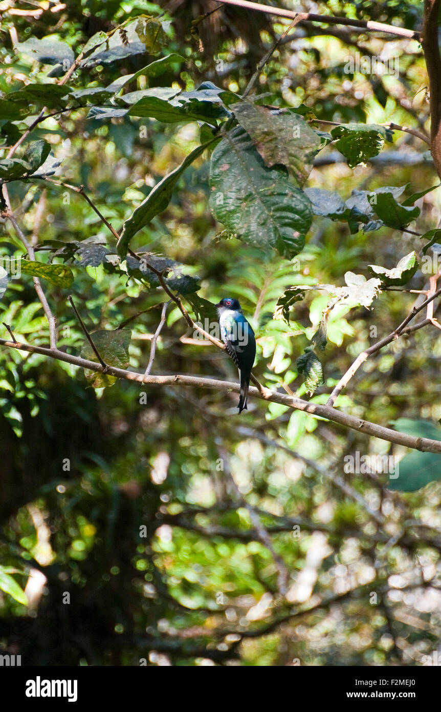 Vertical view of in the Cuban National bird in the Topes de Collantes National Park in Cuba. Stock Photo