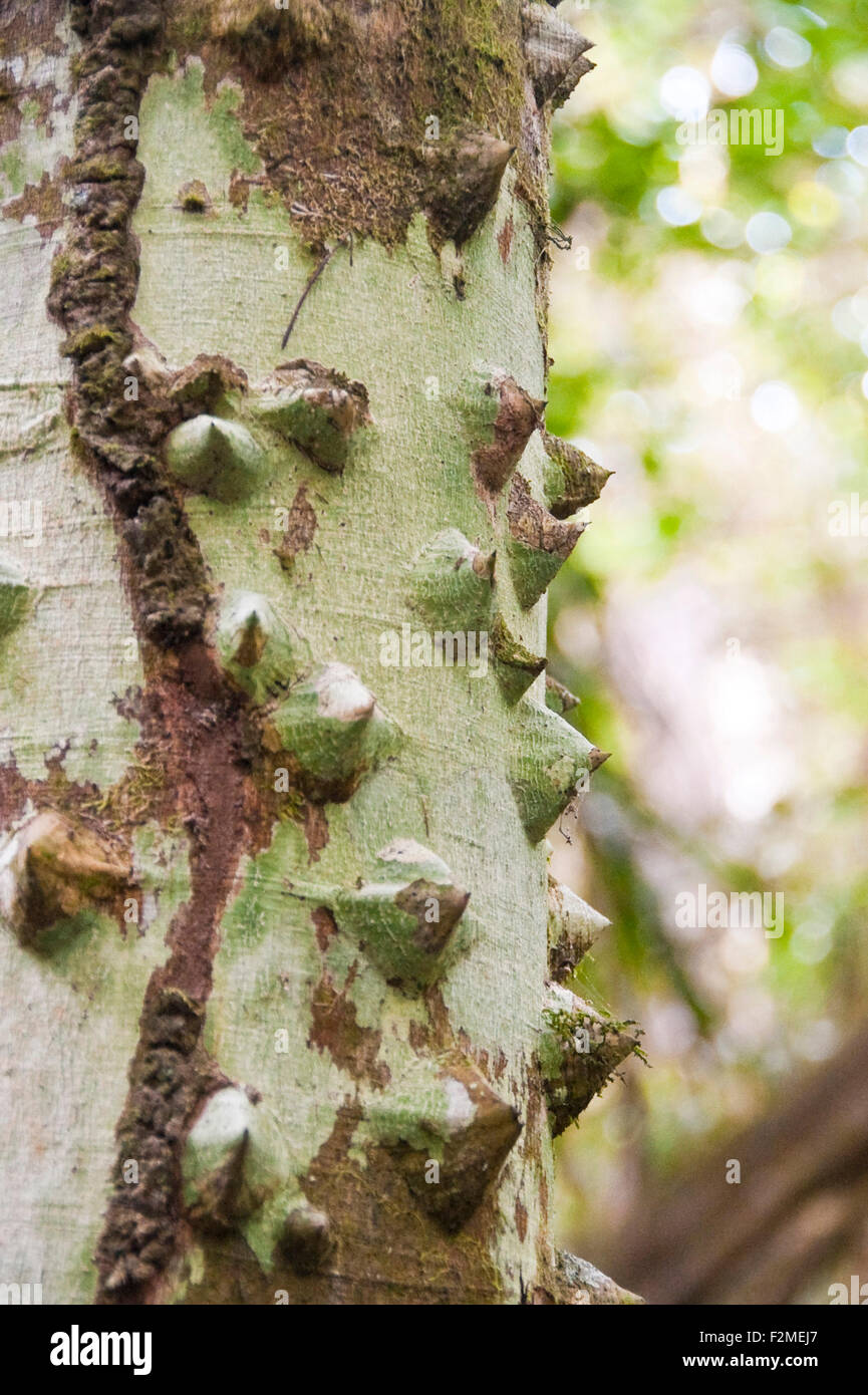 Vertical close up of the bark of a Lime Prickly Ash tree in Topes de Collantes National Park in Cuba. Stock Photo