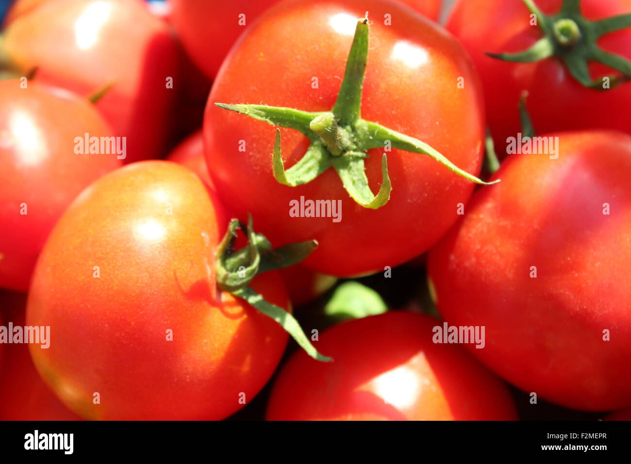 harvest from many bright ripe red tomatoes Stock Photo