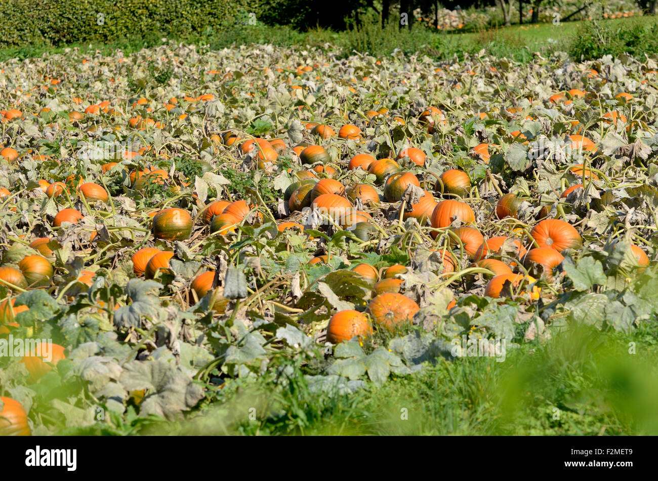 Boughton Monchelsea village, Maidstone, Kent, UK. Field producing