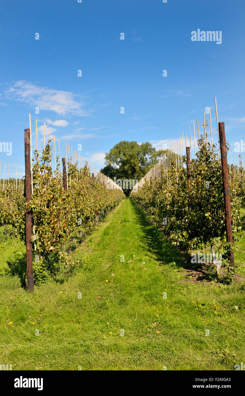 Boughton Monchelsea village, Maidstone, Kent, UK. Commercial apple
