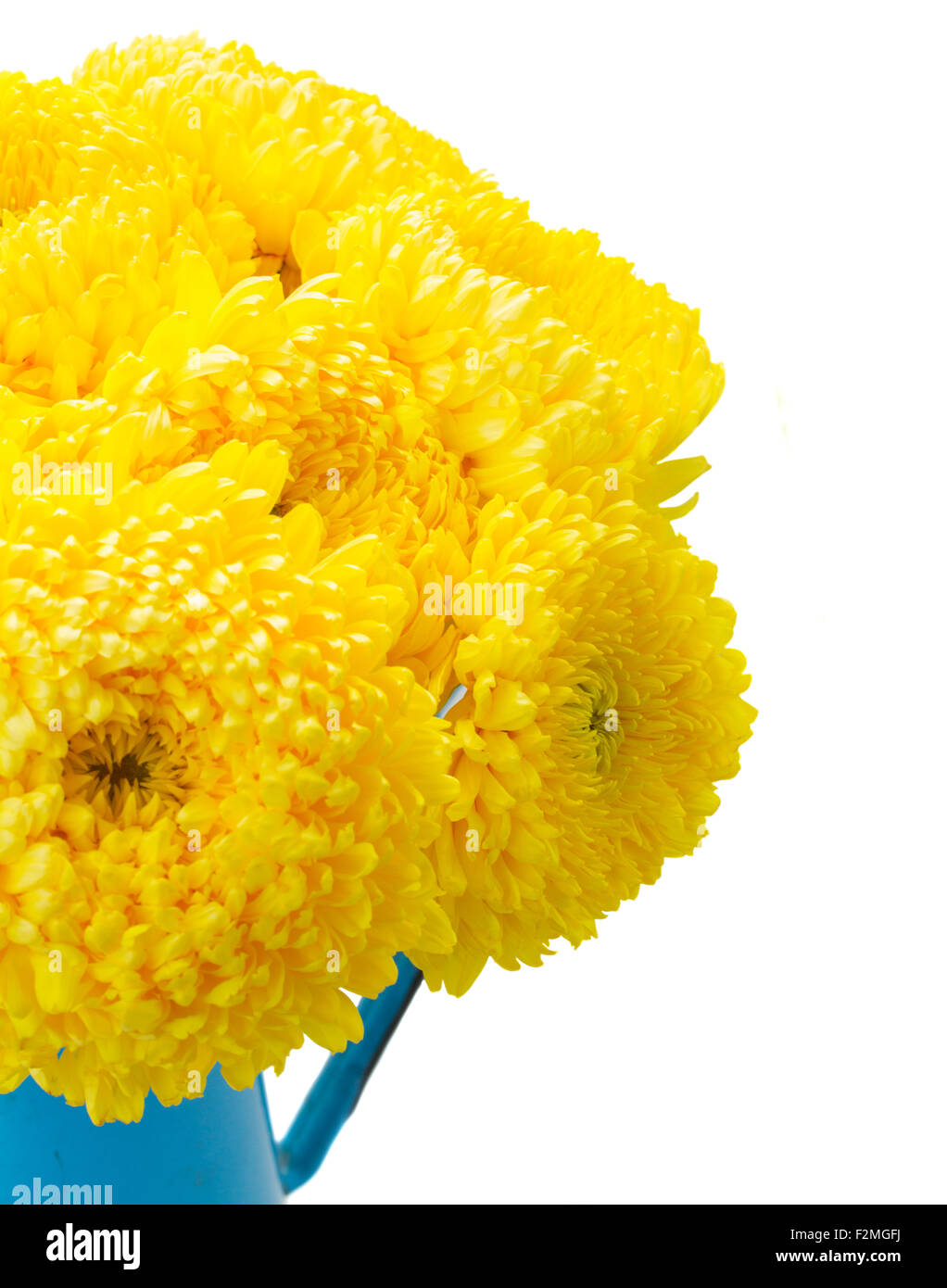 yellow mum flowers Stock Photo Alamy